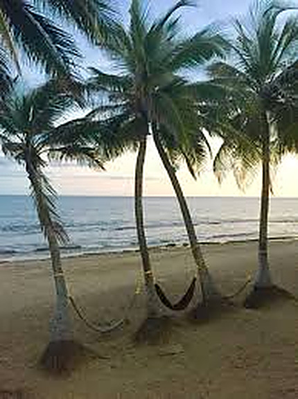 Palmas con hamacas frente al mar al atardecer