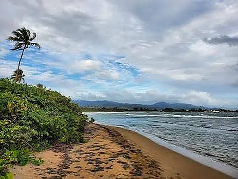 Playa de Pozuelo: arena, mar y una palma inclinada con las montañas al fondo